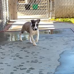 Boy 1 - Fawn brindle male Whippet puppy in Shadow Hills, California from Cloverdale Whippets