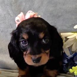 Girl 2 - Black and tan female Dachshund puppy in Mt. Sterling, Illinois from Doxie Do's