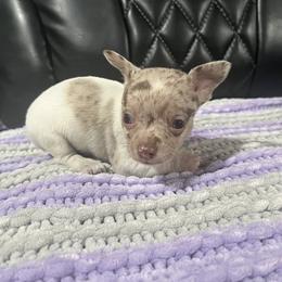 CKC male 1 - Merle male Chihuahua puppy in Logan, Ohio from Hocking Hills Chihuahua’s