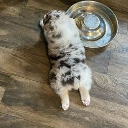 Australian Shepherd Puppies from Double BarH