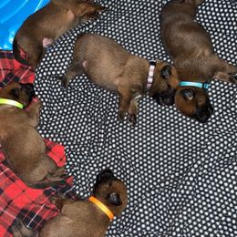 Belgian Malinois Puppies from Pyrex Kennels