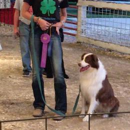 Australian Shepherd All Grown Up from Wexford Creek Aussies