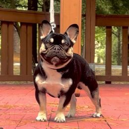 The Maestro - French Bulldog