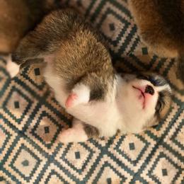 Glyn - Red male Pembroke Welsh Corgi puppy in Inola, Oklahoma from Pine Lane Pembrokes