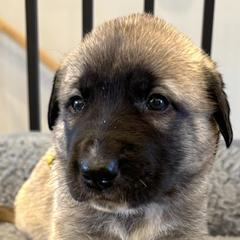 Anatolian Shepherd Dogs from Rolling Thunder Ranch