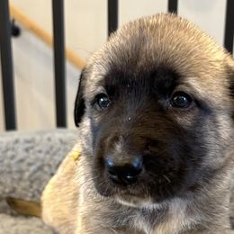Anatolian Shepherd Dogs from Rolling Thunder Ranch