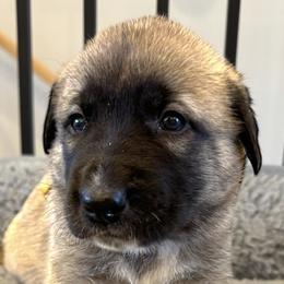 Anatolian Shepherd Dogs from Rolling Thunder Ranch