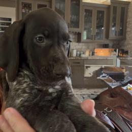 Blue moon - Liver and white female German Shorthaired Pointer puppy in San Antonio, Texas from Alvarado Farm Kennels, LLC