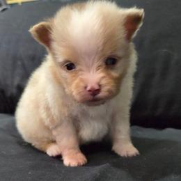 Maxwell - Chocolate merle male Pomeranian puppy in New Lenox, Illinois from Illinois Poms
