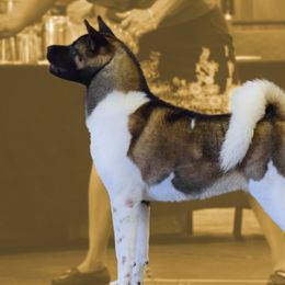 Addie - Akita