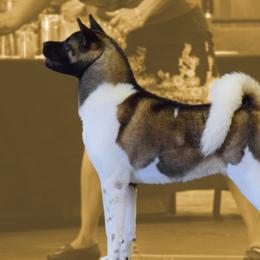 Addie - Akita