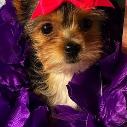Yorkipoos and Yorkshire Terriers from Louisiana Pets Yorkies and Yorkiepoos