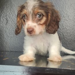 Wookie - Piebald male Dachshund puppy in Ocala, Florida from The Wiener Family