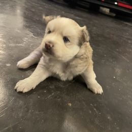 Pomsky Puppies from Magic Valley Pomskies