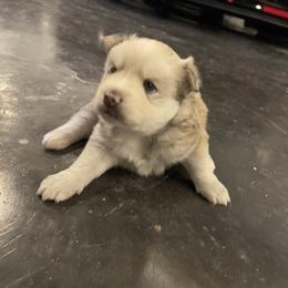 Pomsky Puppies from Magic Valley Pomskies