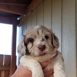 Aussiedoodle Puppies from Abbott Family Farm