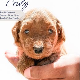 Girl 3 - Red  female Goldendoodle puppy in Irmo, South Carolina from Sunset Cove Goldendoodles
