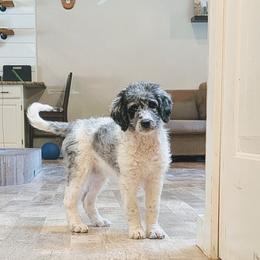 Kloe - Blue merle female Aussiedoodle puppy in Yacolt, Washington from Aussiedoodles by Maggie