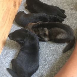German Shepherd Puppies from KVA Shepherds