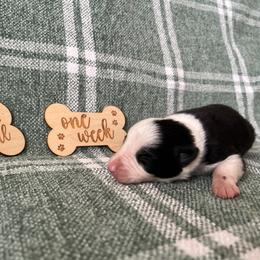 Koda - Female - Black and white female Border Collie puppy in Avery, Texas from Willa Creek Border Collies