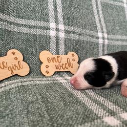Koda - Female - Black and white female Border Collie puppy in Avery, Texas from Willa Creek Border Collies