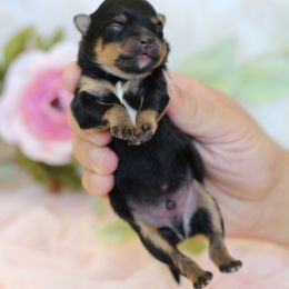 Barley - Black and tan male Pomeranian puppy in Sacramento, California from My Precious Poms