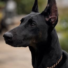 Karma - Doberman Pinscher