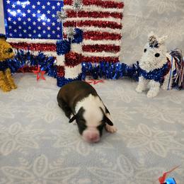 Tibetan Terrier Puppies from West Coast Tibetans