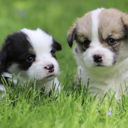 Pembroke Welsh Corgi Puppies from Cosmere Corgis