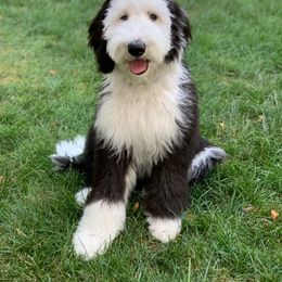 Bernedoodle, Bernese Mountain Dog, Old English Sheepdog, Poodle, and Sheepadoodle Puppies from VonDoodles Bernedoodles & Sheepadoodles