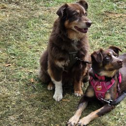 Australian Shepherds from Willamette Valley Aussies