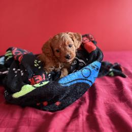Biscuit - Red male Cavapoo puppy in Tolono, Illinois from The Golden Rule Doodles