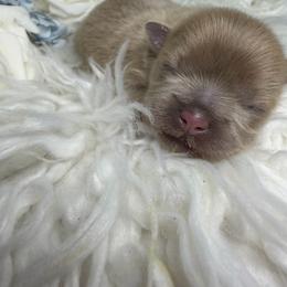 Moonbeam - Lilac male Shih Tzu puppy in Seattle, Washington from Shih Tzu’s  ‘N’ Love