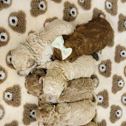 Cavapoo, Cockapoo, Goldendoodle, and Maltipoo Puppies from Perdue Puppies