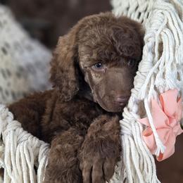 Sundae - Brown female Poodle puppy in Springfield, Oregon from Valaurah Farms