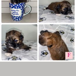 Shih Tzu Puppies from It’s a Shih Tzu world