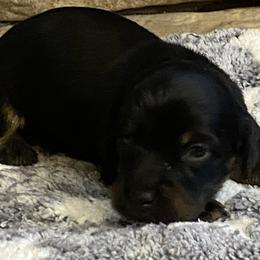MIDNIGHT CKC FULL RIGHTS - Black male Dachshund puppy in Elizabethtown, Kentucky from Teeny Tiny Puppy Tails