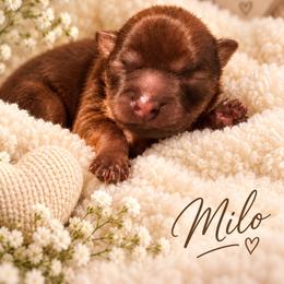 Milo - Brown male Shihpoo puppy in Cooper City, Florida from Jenny La Bone