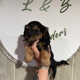 Eli - Black and tan female Dachshund puppy in Maidsville, West Virginia from L&B Lowriders