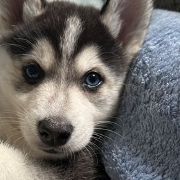 Boy 1 - Pomsky puppy in Florida from Alyssa's Pomskies