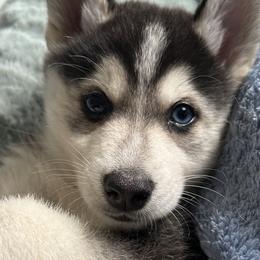 Boy 1 - Pomsky puppy in Florida from Alyssa's Pomskies
