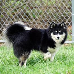 Flo - Pomsky