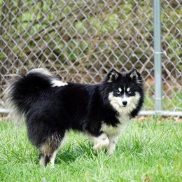 Flo - Pomsky