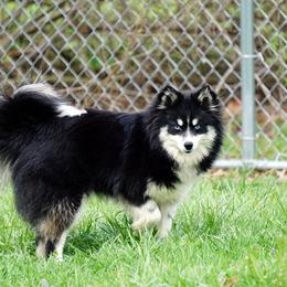 Flo - Pomsky