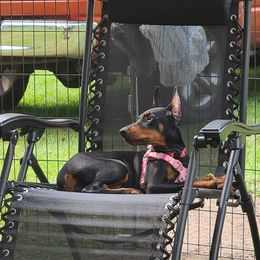 Doberman Pinscher and Labrador Retriever Puppies from Mississippi K9 Kennel