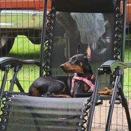 Doberman Pinscher and Labrador Retriever Puppies from Mississippi K9 Kennel