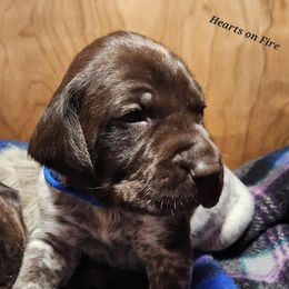German Shorthaired Pointer Puppies from Hearts on Fire,  Versatile German Sharthair Pointers