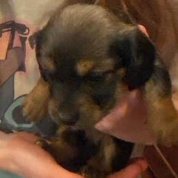 MIRA - Black and tan female Dachshund puppy in Elizabethtown, Kentucky from Teeny Tiny Puppy Tails