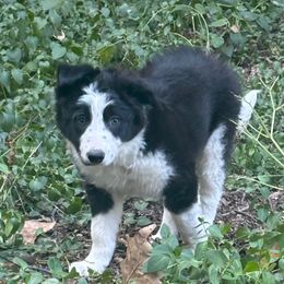 Jolie - Black and white female Border Collie puppy in Jonesboro, Arkansas from Hampton Border Collies