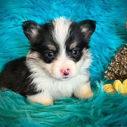 Reba - Black and white female American Corgi puppy in Los Lunas, New Mexico from Blue Diamond Welsh corgis